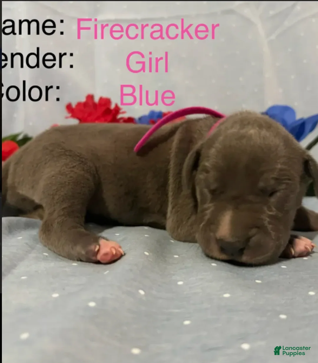 Great Dane dogs for sale: Firecracker - Ad 3