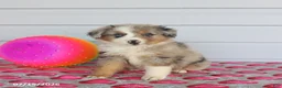 Miniature Australian Shepherd dogs for sale: Auggie - Ad 2