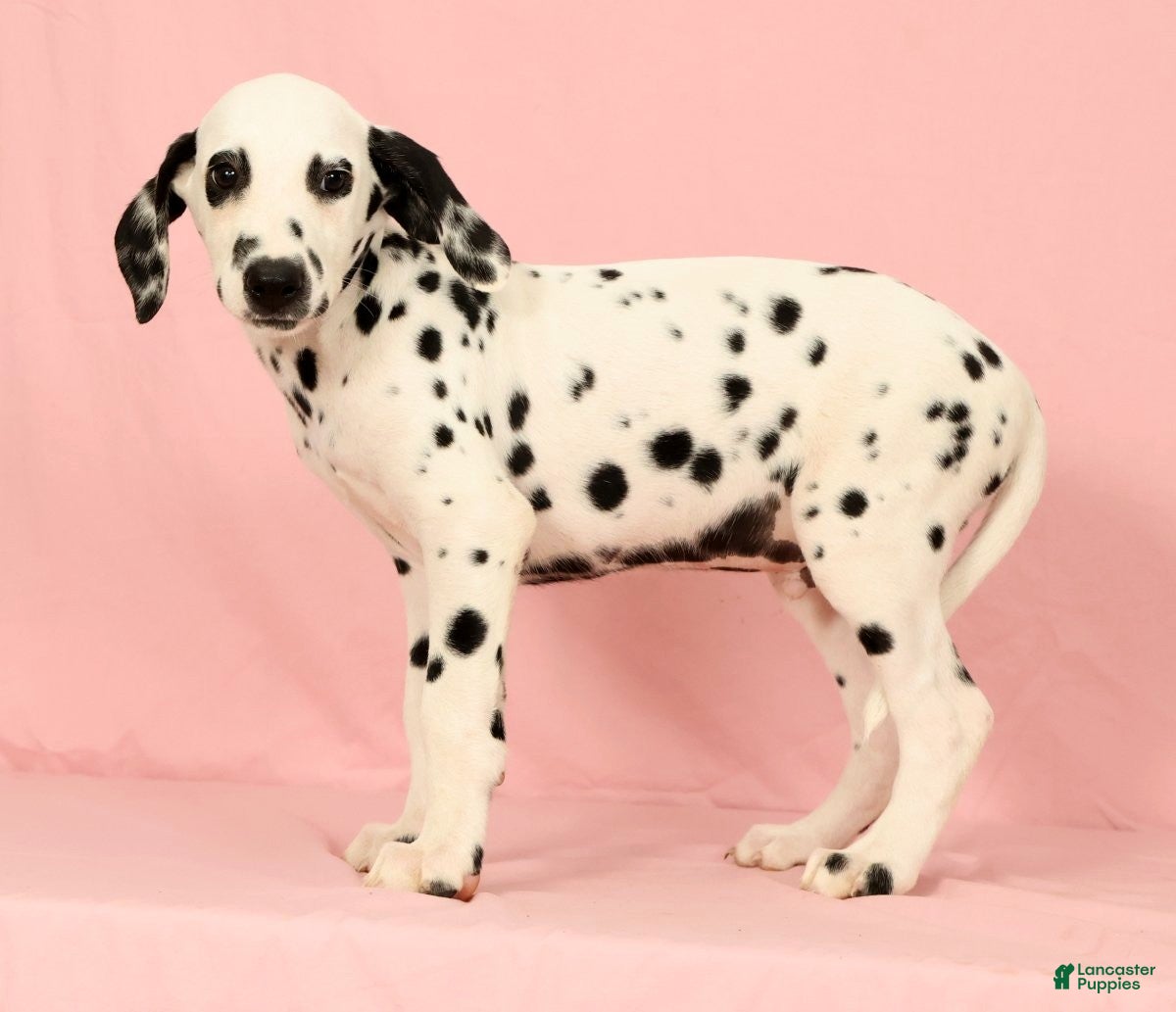 Dalmatian dogs Roscoe - Ad 2