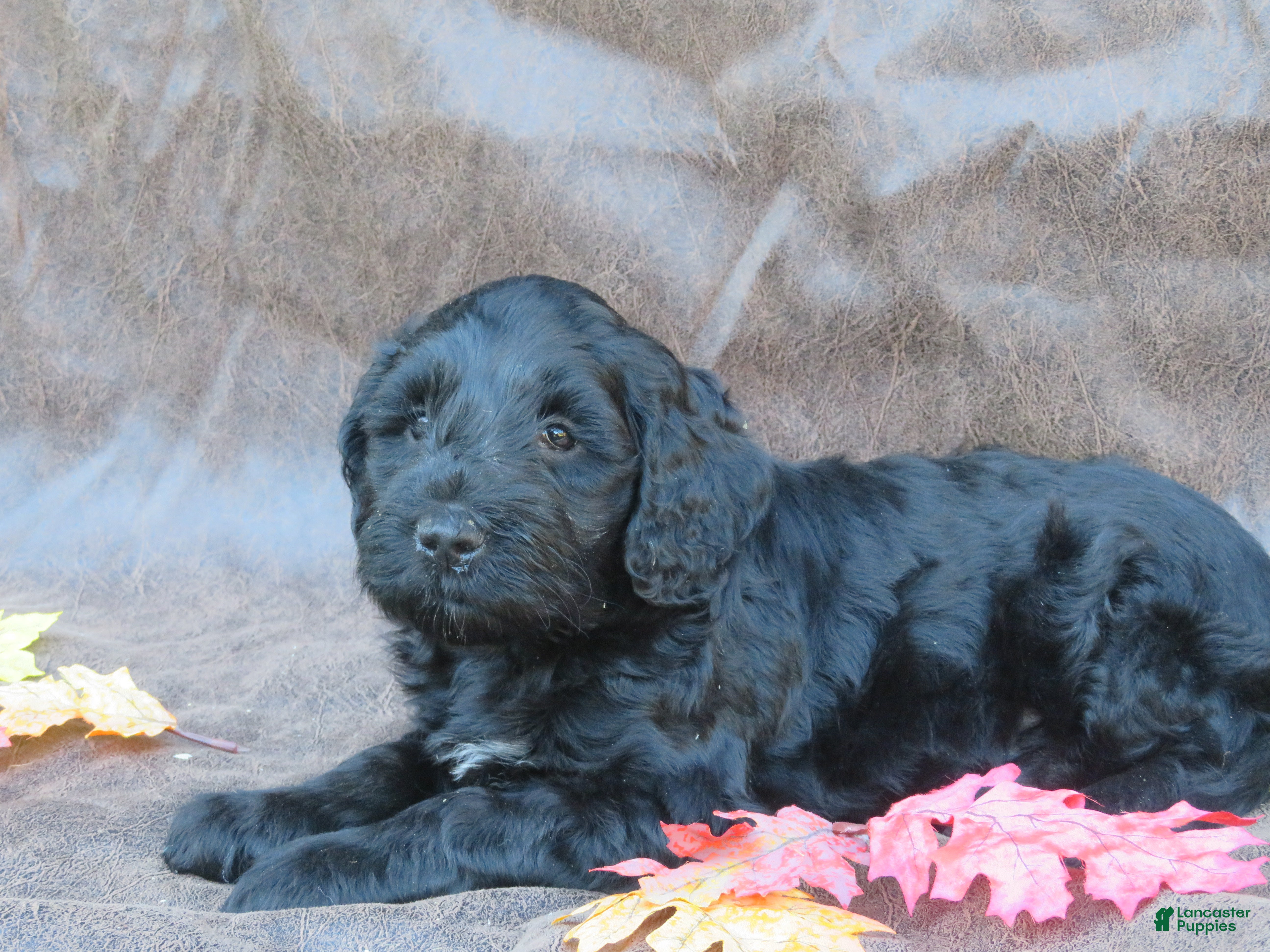 Mixed Breed dogs for sale: Marley - Ad 2