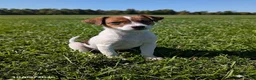 Jack Russell Terrier dogs for sale: Lulu - Ad 4