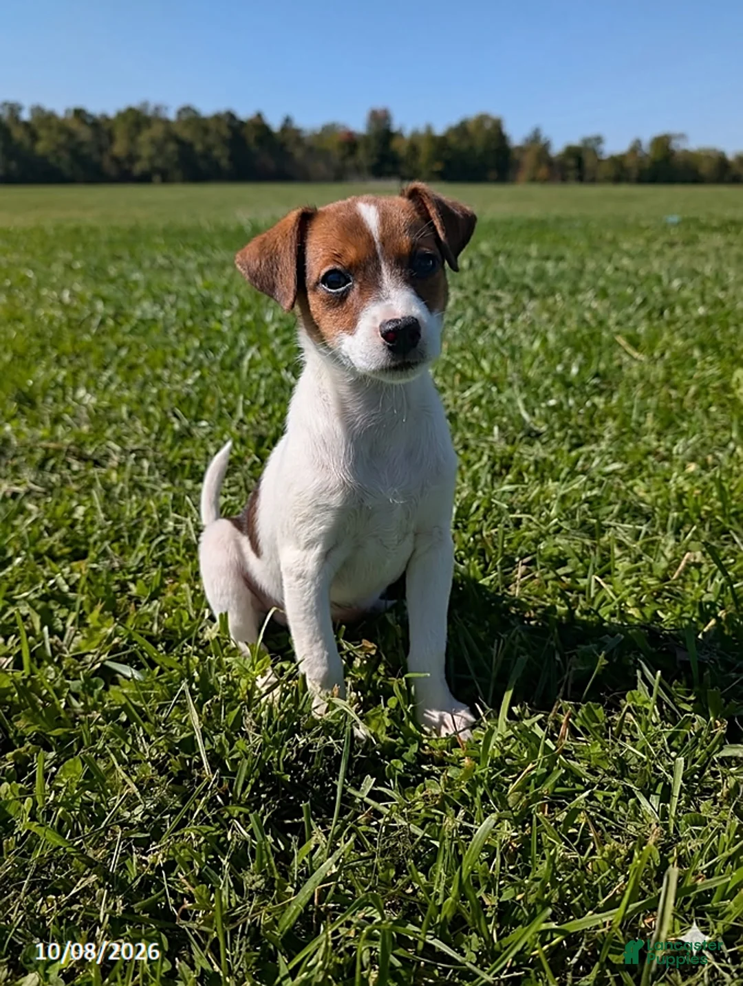 Jack Russell Terrier dogs for sale: Lulu - Ad 4