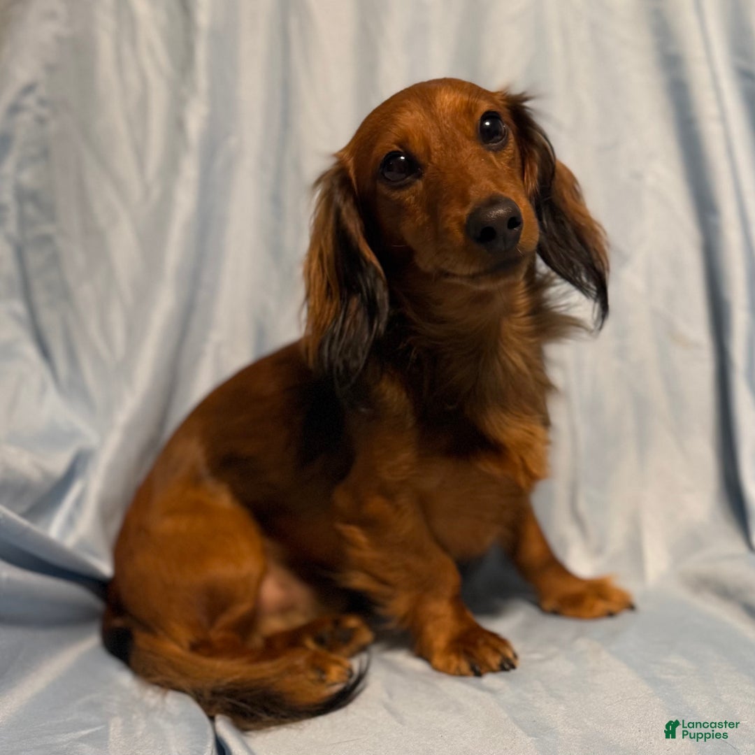 Miniature Dachshund dogs for sale: Sunny - Ad 6
