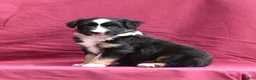 Miniature Australian Shepherd dogs for sale: Piper - Ad 10
