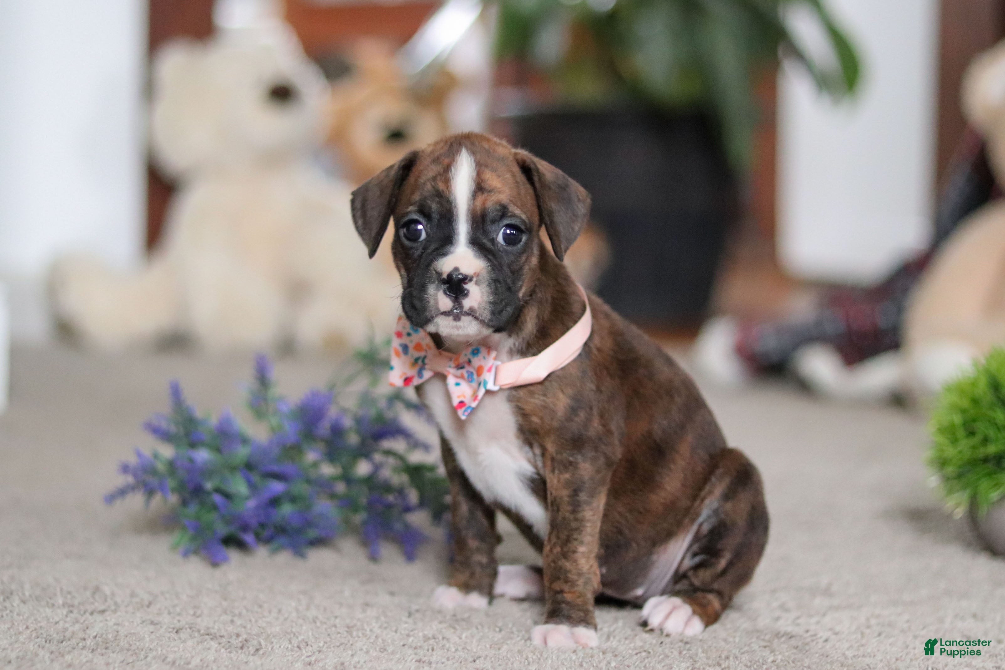 Boxer dogs Cadance - Ad 30