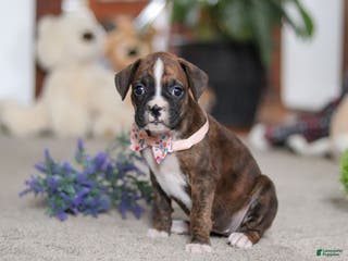 Boxer dogs Cadance - Ad 30