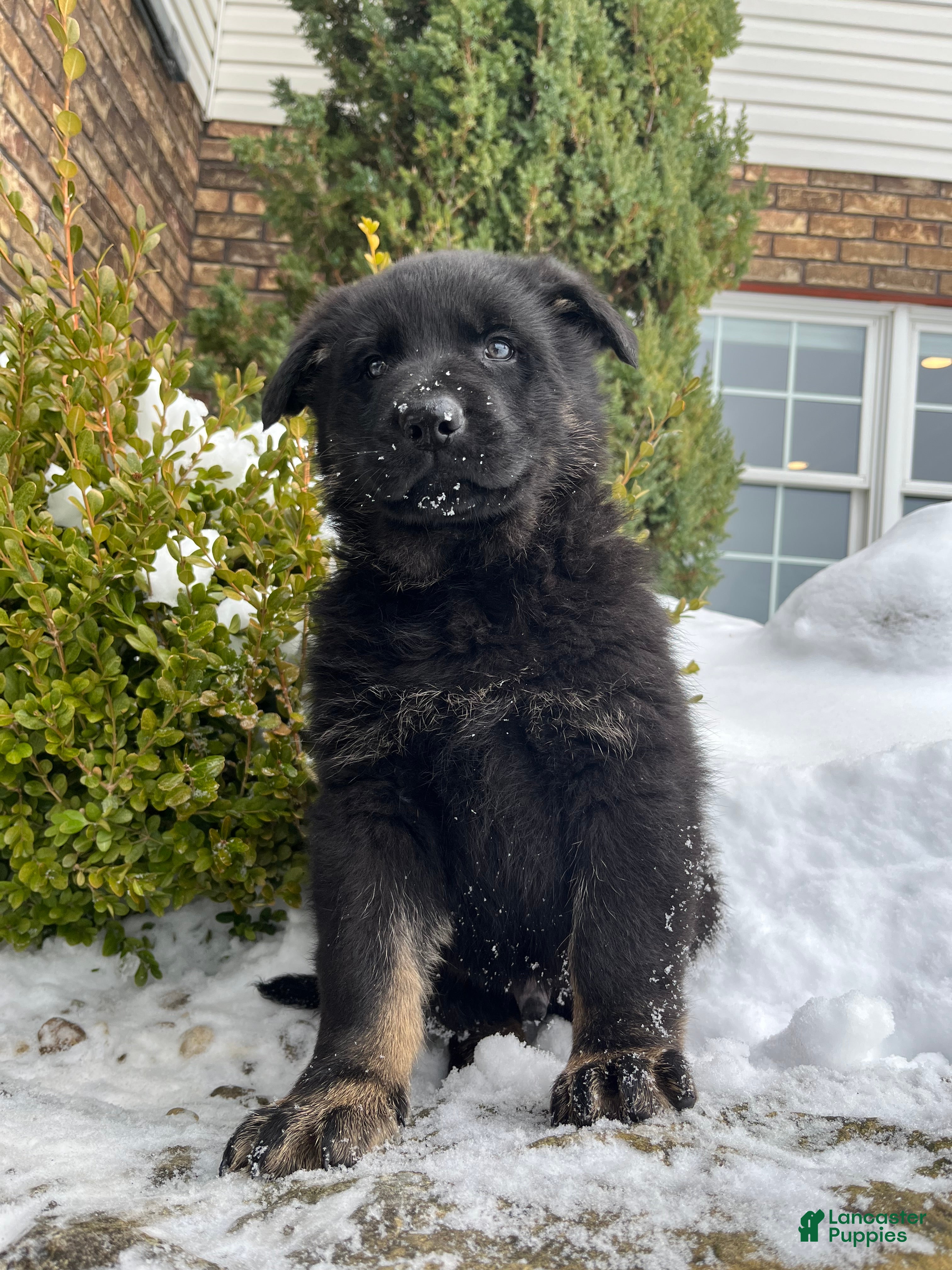 German Shepherd dogs Humphrey  - Ad 2