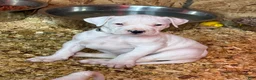 Dogo Argentino dogs for sale: Pick of litter female  - Ad 2