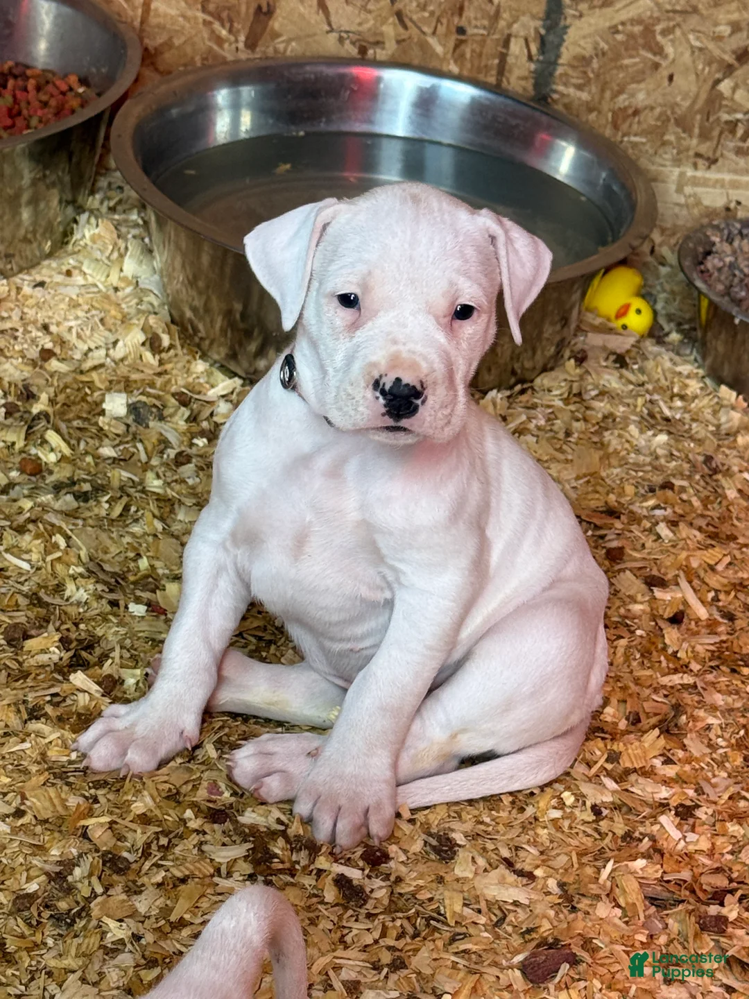 Dogo Argentino dogs for sale: Pick of litter female  - Ad 2