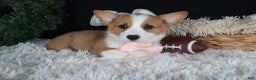 Welsh Corgi Pembroke dogs for sale: Honey - Ad 8