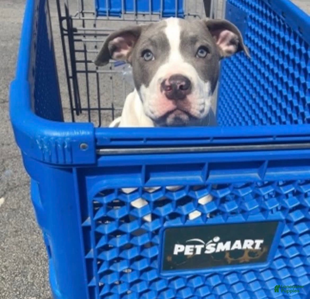 Gallery Image {{count}}