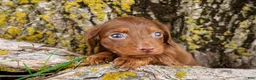 Dachshund dogs for sale: Bologna - Ad 1
