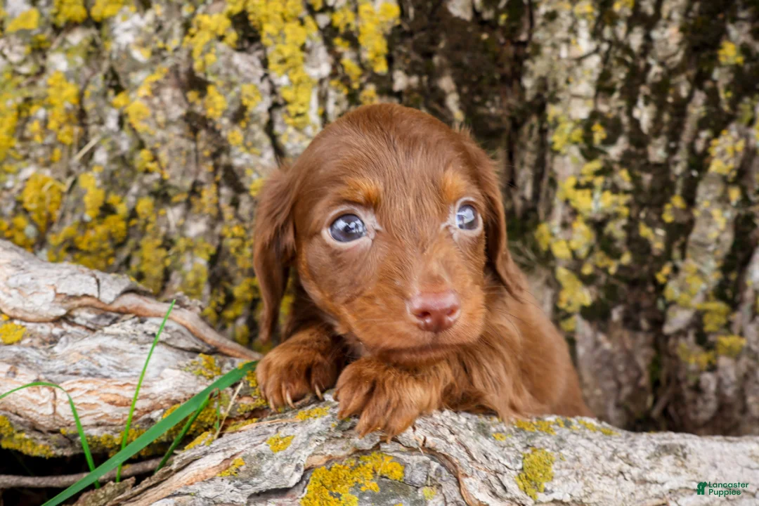 Dachshund dogs for sale: Bologna - Ad 1