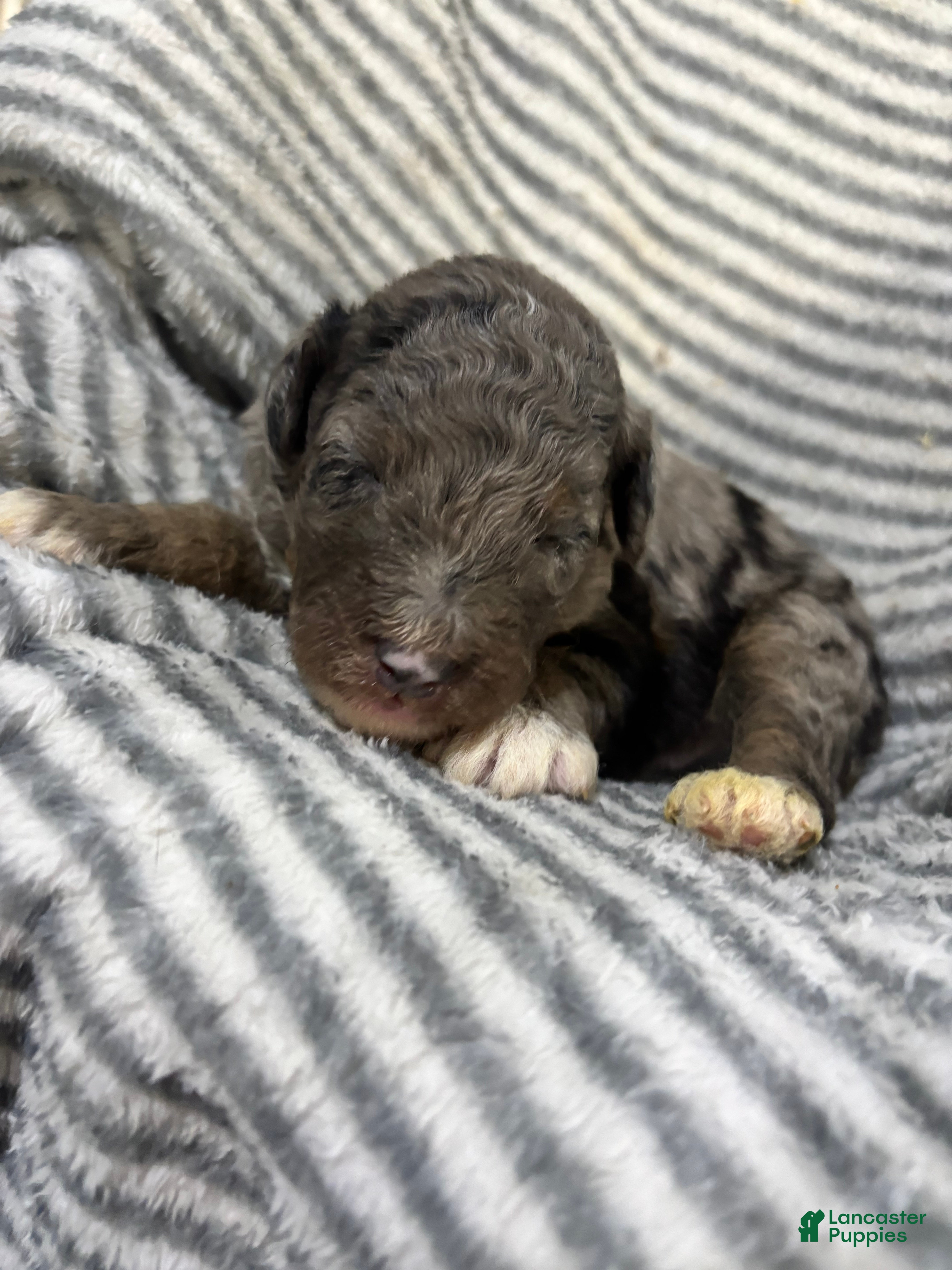 Aussiedoodle dogs Aussiedoodle 1 - Ad 2