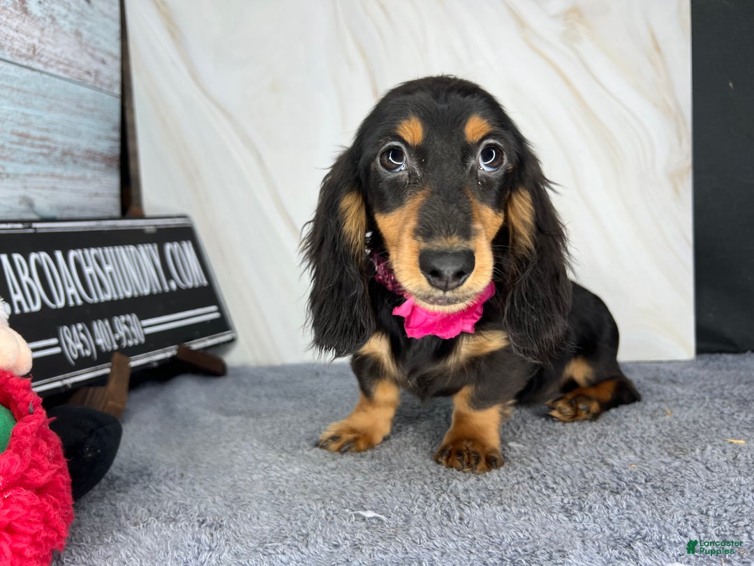 Miniature Dachshund dogs for sale: Import champion blood - Ad 15