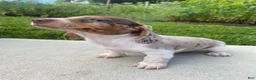 Miniature Dachshund dogs for sale: Tilly - Ad 8