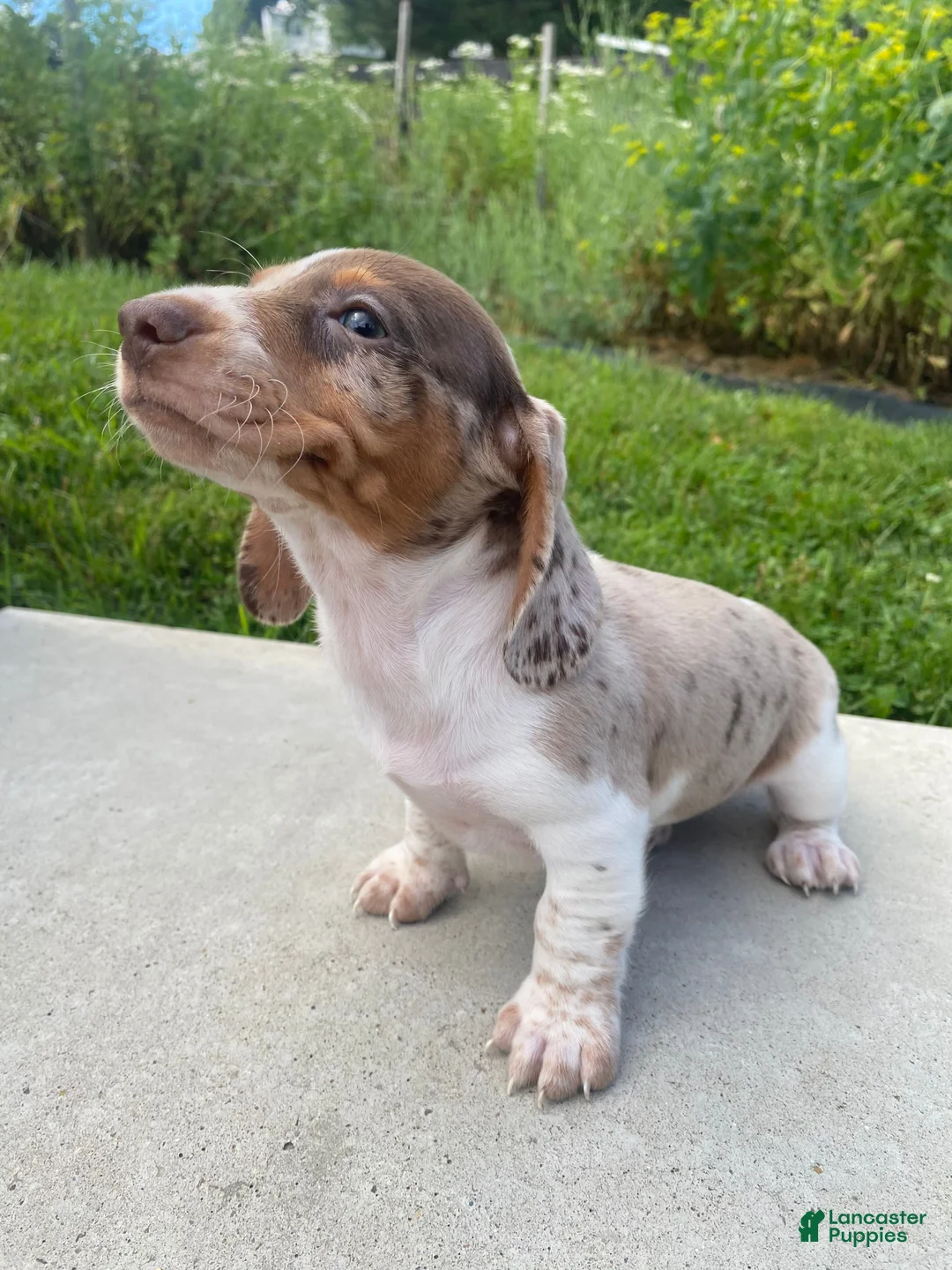 Miniature Dachshund dogs for sale: Tilly - Ad 8