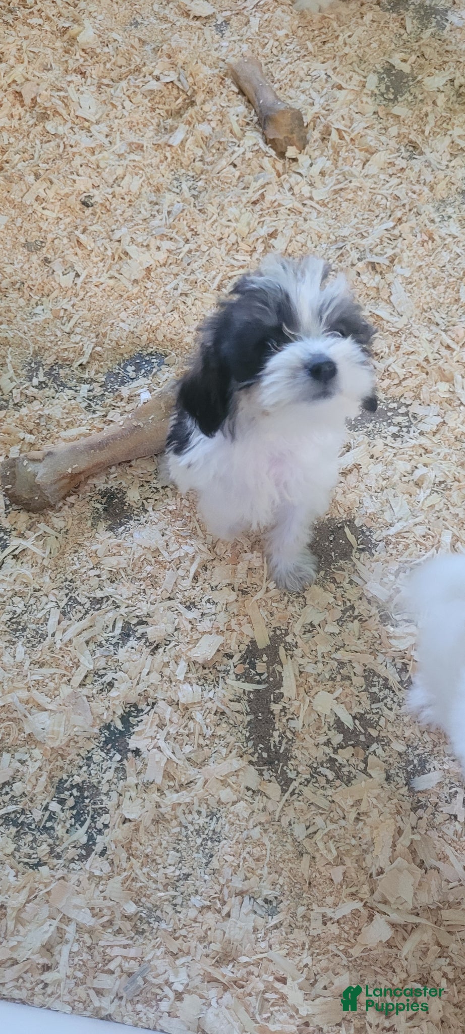 Schnoodle dogs Schnoodle Puppy 1 - Ad 2