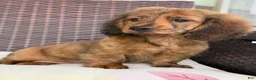 Dachshund dogs for sale: Nelly - Ad 2
