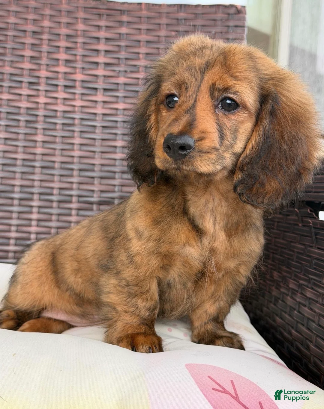 Dachshund dogs for sale: Nelly - Ad 2