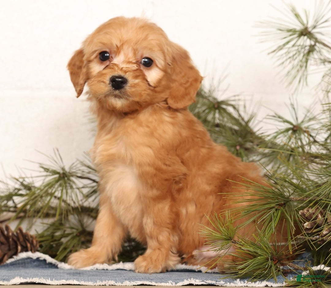 Mini Goldendoodle dogs for sale: Mitch - Ad 7