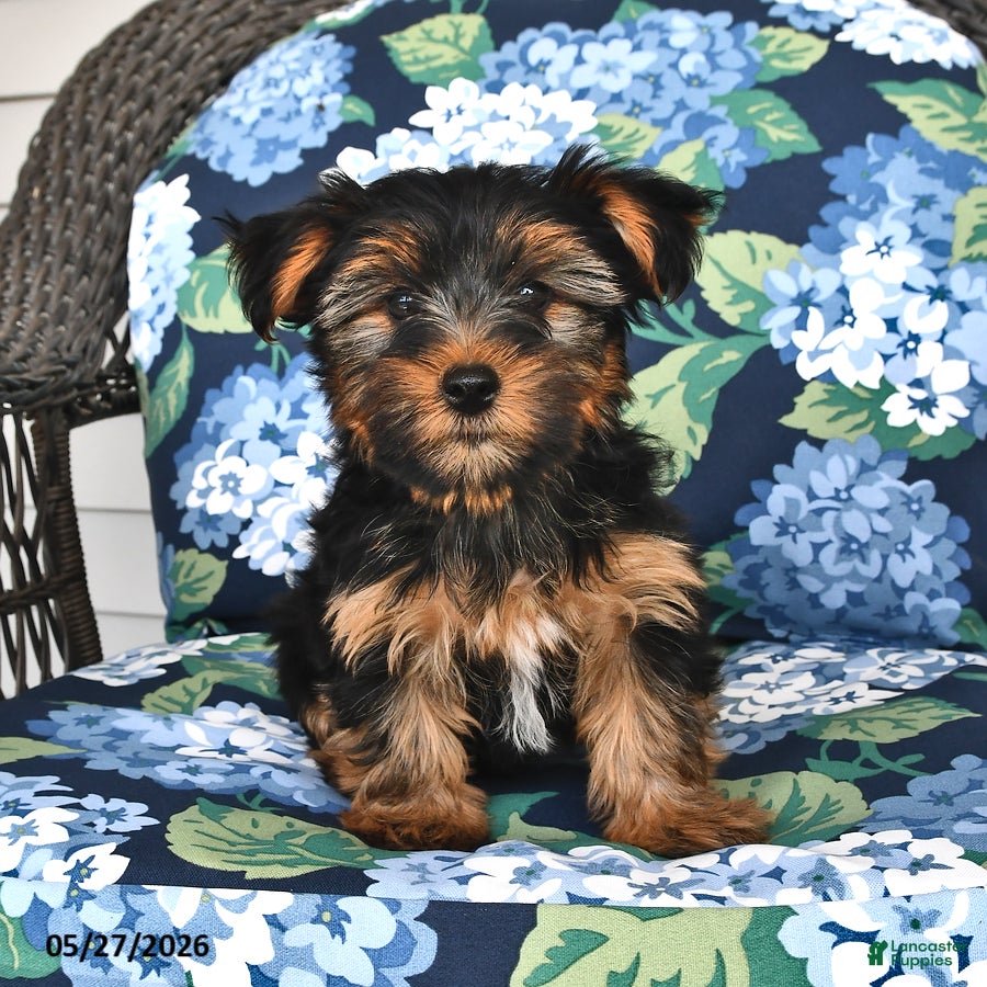 Yorkshire Terrier dogs Timothy - Ad 1