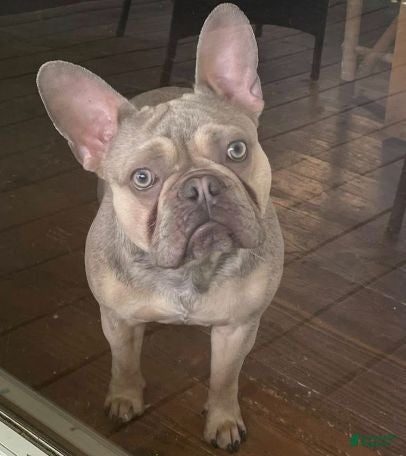 French Bulldog dogs Dexter - Ad 1
