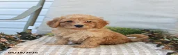 Mini Goldendoodle dogs for sale: Mckenzie - Ad 5