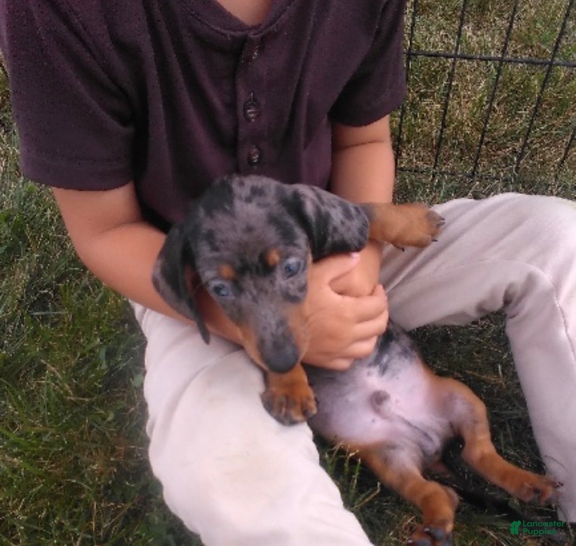 Cavapoo dogs Donny - Ad 1
