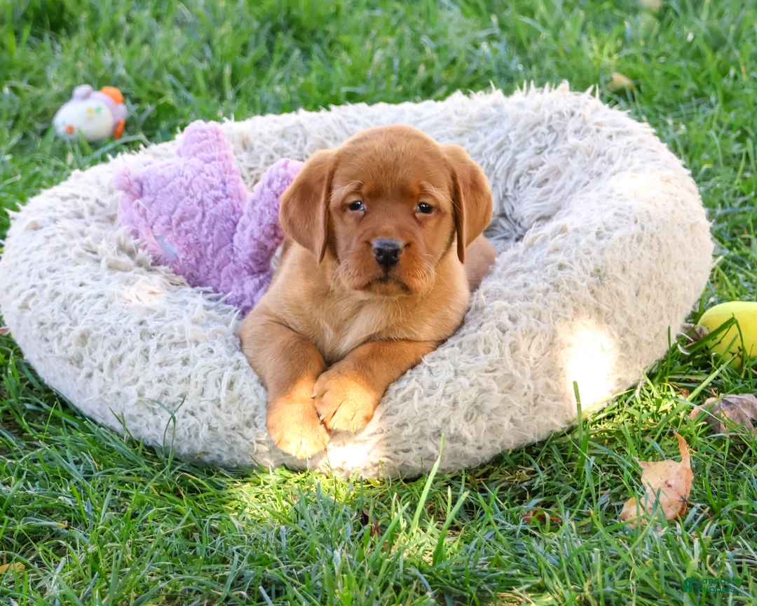 Labrador Retriever dogs for sale: Ramona - Ad 1