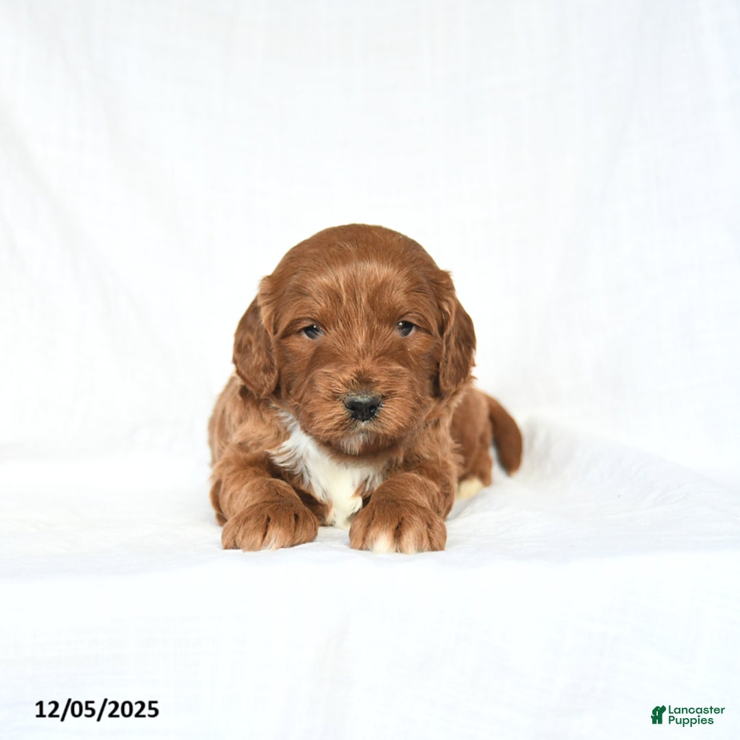 Mini Goldendoodle dogs for sale: London - Ad 2