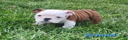 English Bulldog dogs for sale: AKC Arnold  - Ad 3