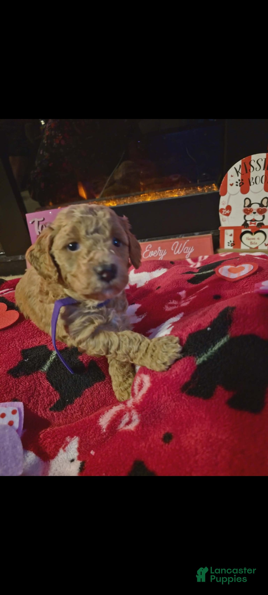 Mini Goldendoodle dogs for sale: Bella - Ad 9