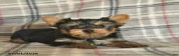 Yorkshire Terrier dogs for sale: Lucy - Ad 5