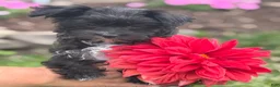 Morkie dogs for sale: Zoey - Ad 10