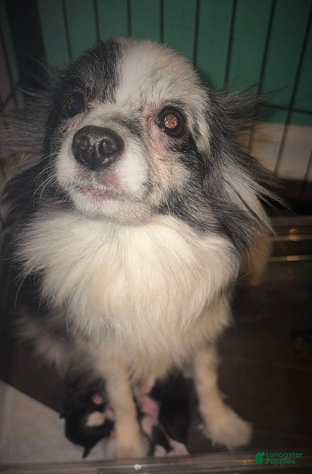 Mixed Breed dogs for sale: Archie - Ad 9