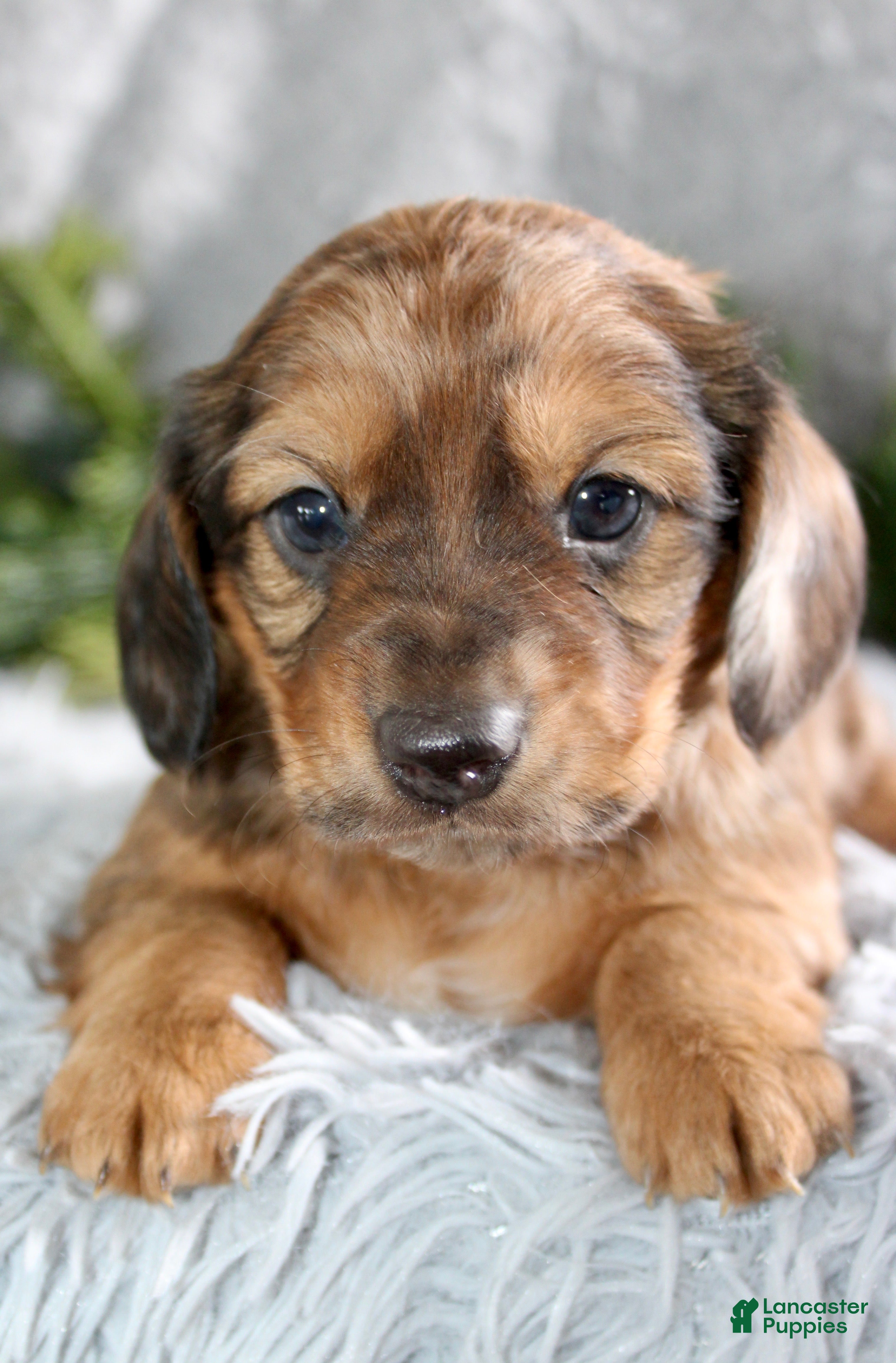 Miniature Dachshund dogs Miniature Dachshund Male Puppy 1 - Ad 3