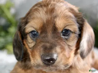 Miniature Dachshund dogs Miniature Dachshund Male Puppy 1 - Ad 3