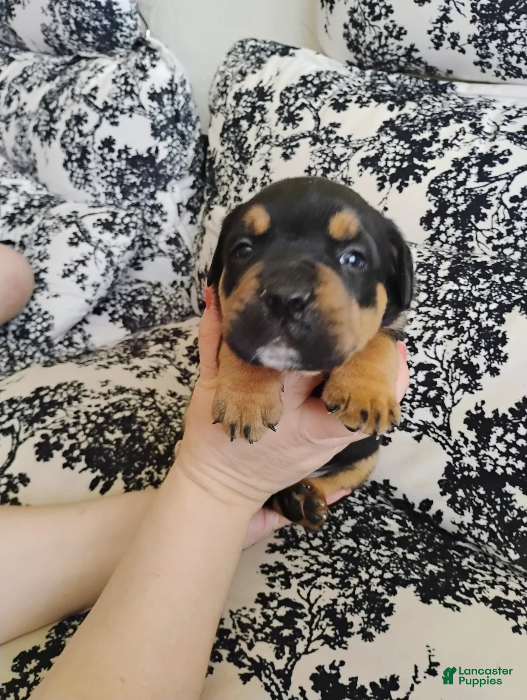 Mixed Breed dogs for sale: Mixed Breed Puppy 1 - Ad 2