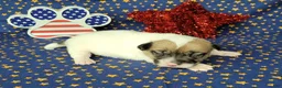Jack Russell Terrier dogs for sale: CKC "Pogo" Delivery Available  - Ad 1