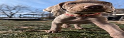 Weimaraner dogs for sale: Dart - Ad 6