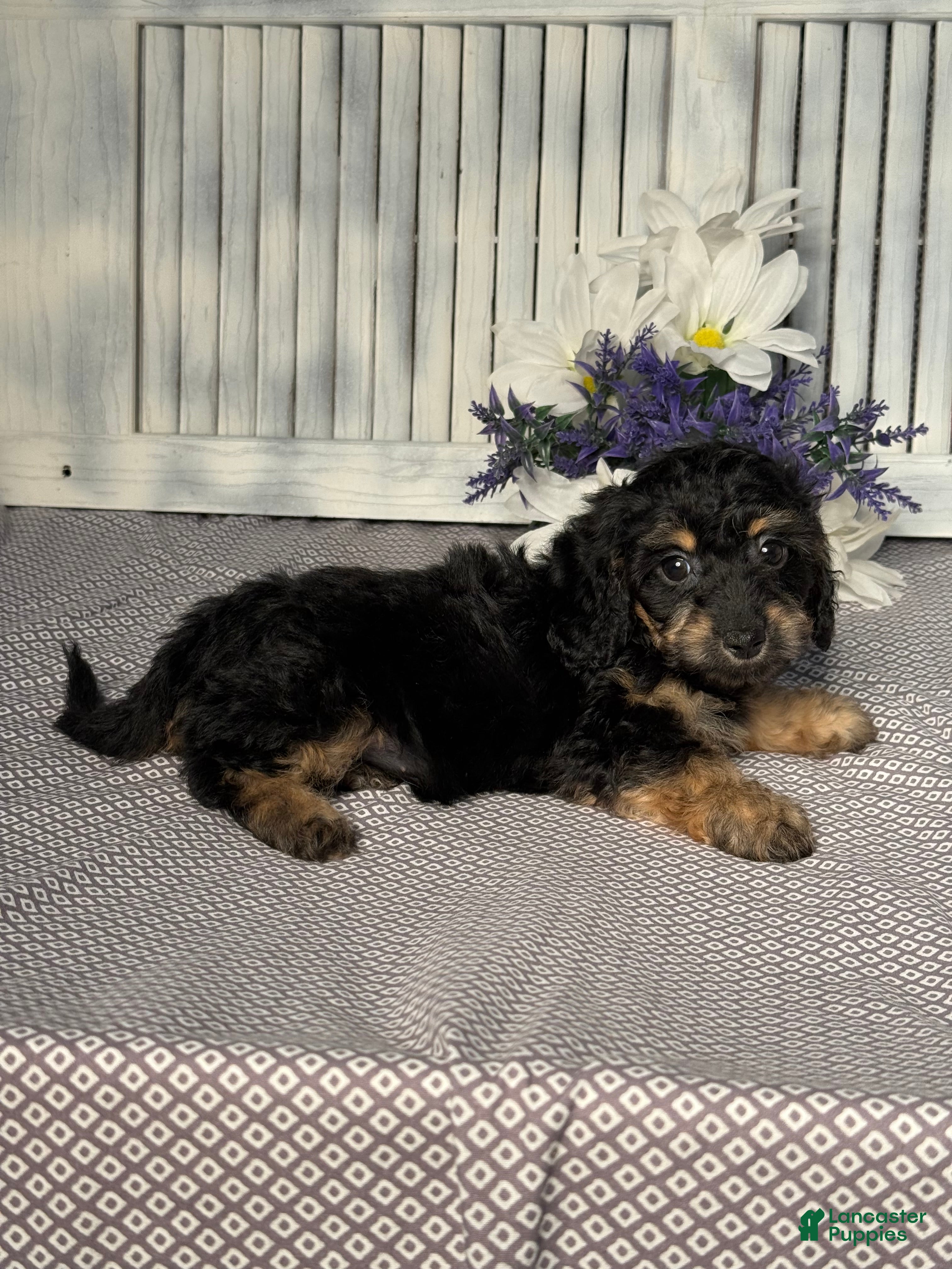 Mixed Breed dogs for sale: Callie - Ad 4