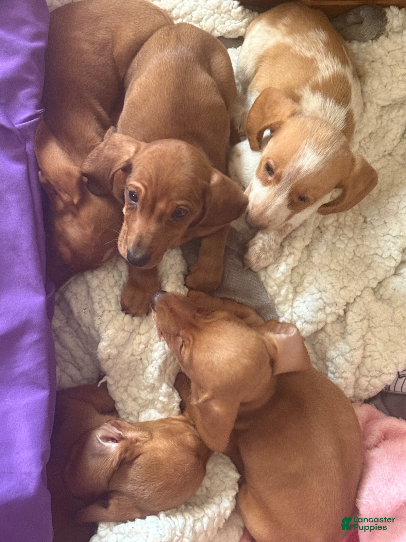 Miniature Dachshund dogs Miniature Dachshund Puppy 2 - Ad 6