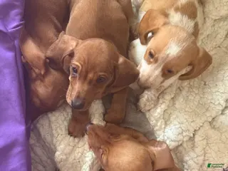 Miniature Dachshund dogs Miniature Dachshund Puppy 2 - Ad 2