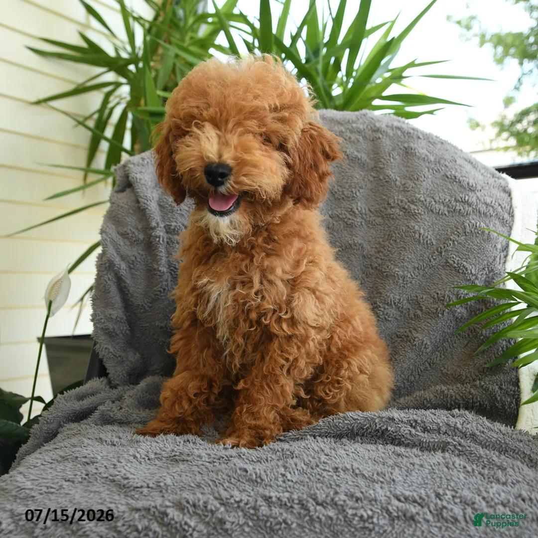 Miniature Poodle dogs for sale: Jack  - Ad 1
