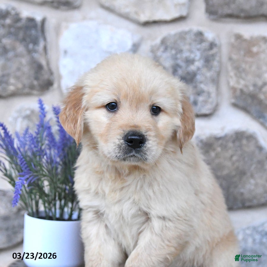 Golden Retriever dogs Duke - Ad 2