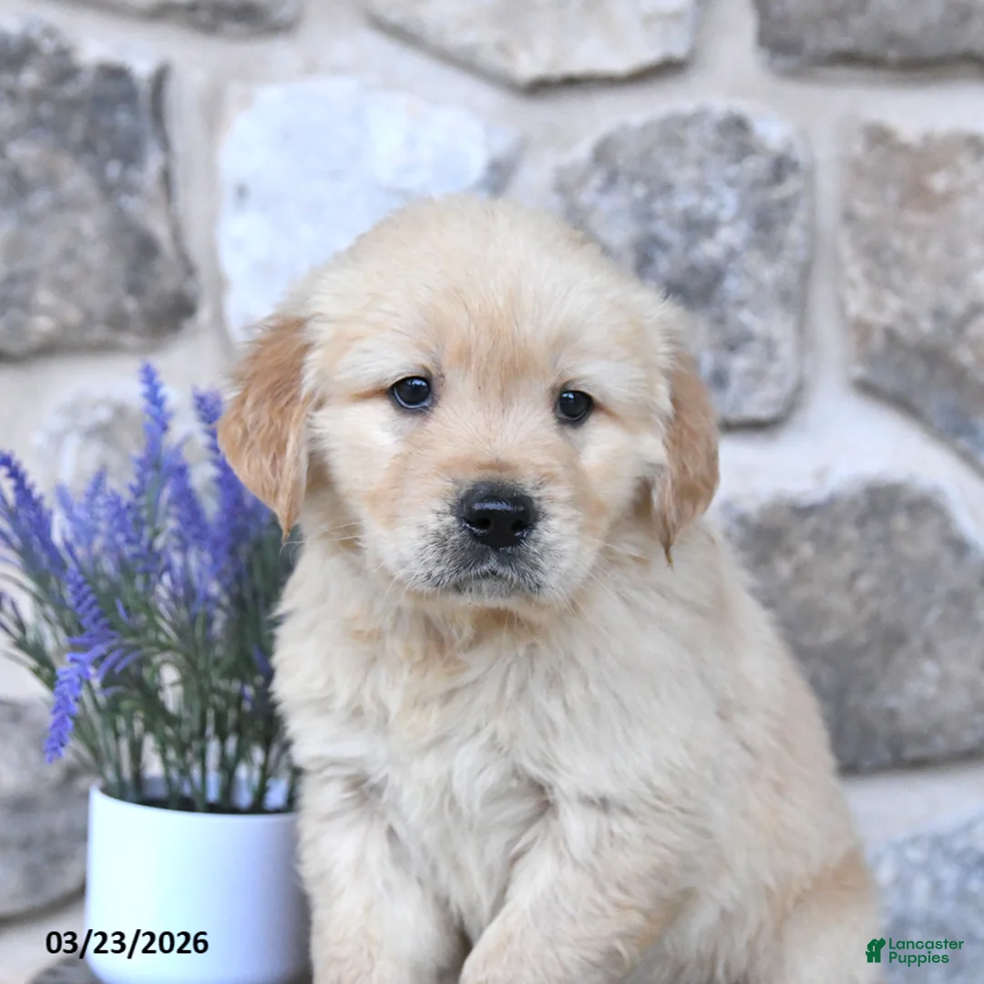 Golden Retriever dogs for sale: Duke - Ad 2