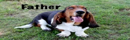 Basset Hound dogs for sale: Winston - Ad 9