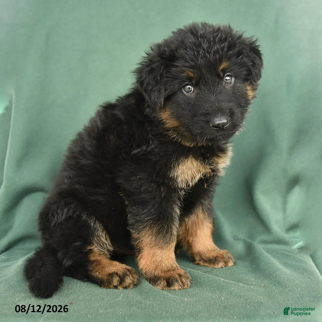 German Shepherd dogs for sale: Gabe - Ad 2
