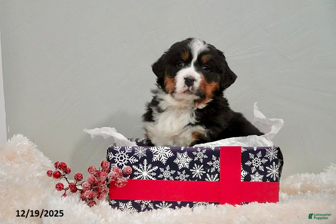 Bernese Mountain Dog dogs for sale: Richelle - Ad 4